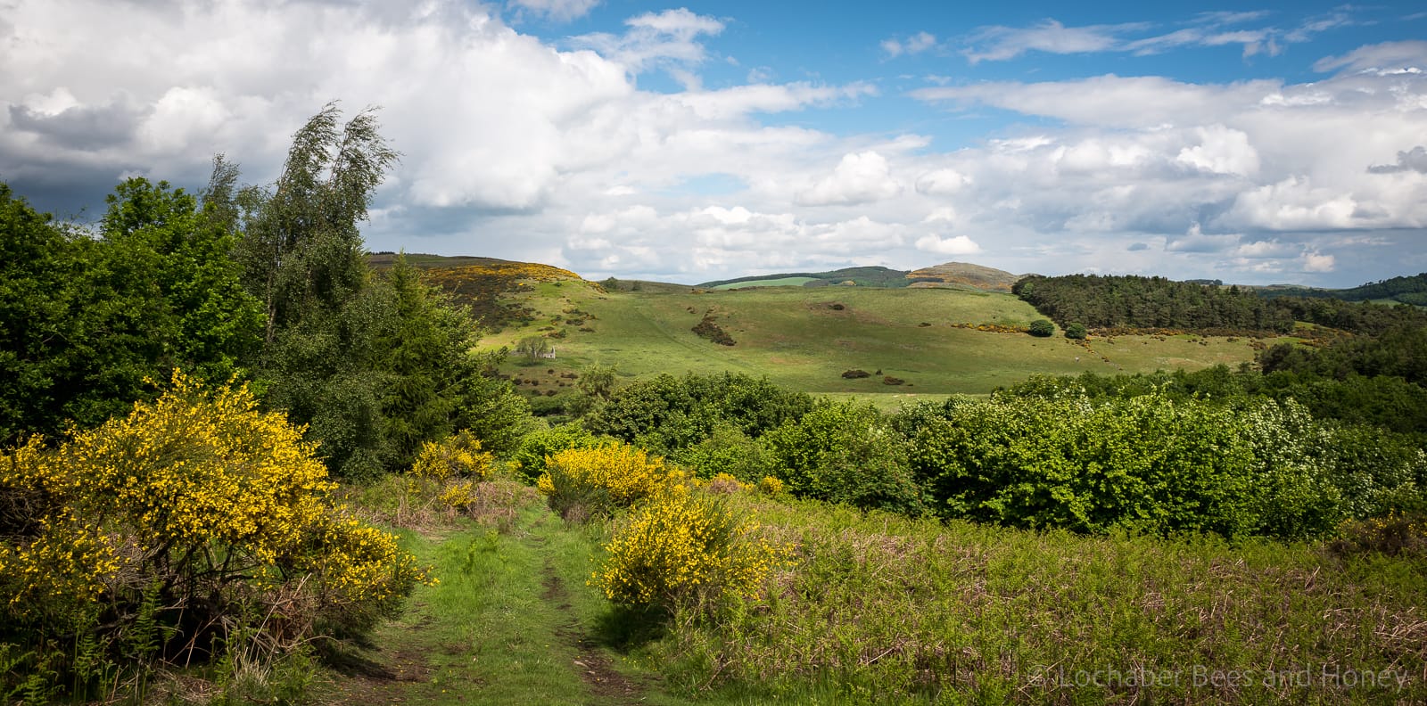The North Fife Hills