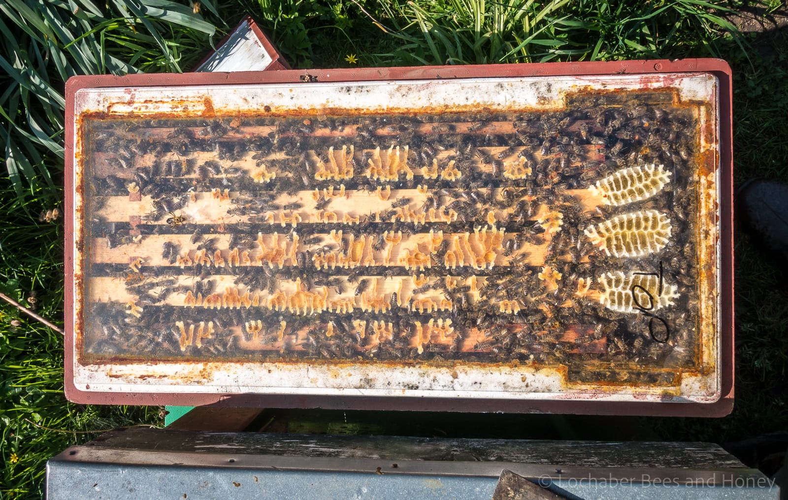 Overwintered 5 frame nuc