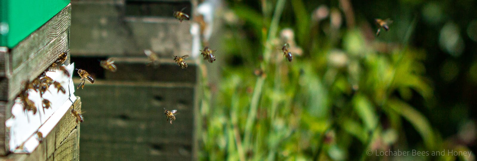 Foragers and drones